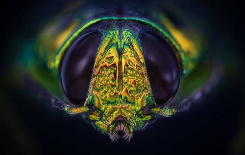 Madecassia rothschildi