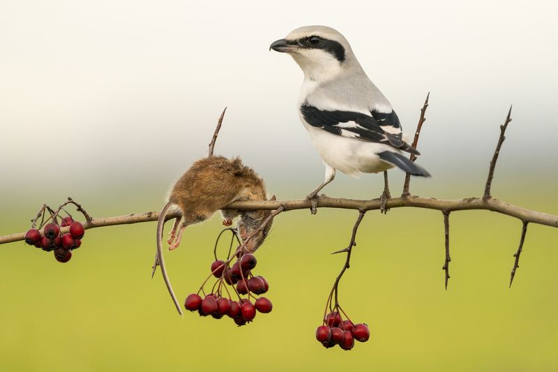 Great grey shrike (Lanius excubitor) фото превью