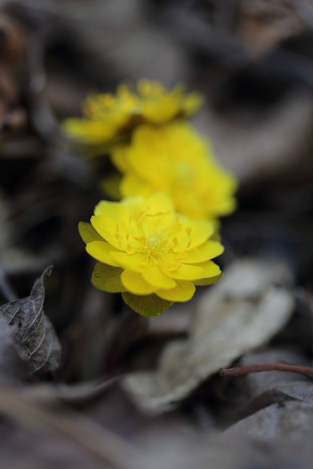 адонис, амурский, adonis, amurensis, март, остров, русский, владивосток, Евгений Слободской