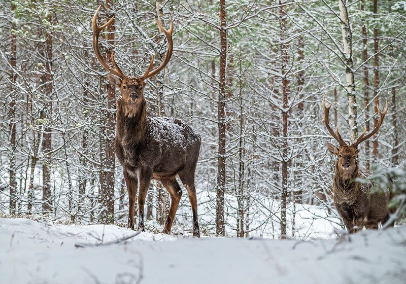 пятнистый олень, беларусь, красный бор Пятнистые олени фото превью