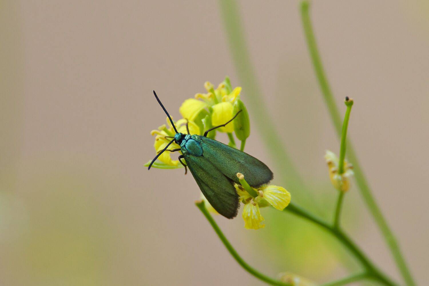 volgograd, russia, wildlife, Adscita statices,, Сторчилов Павел