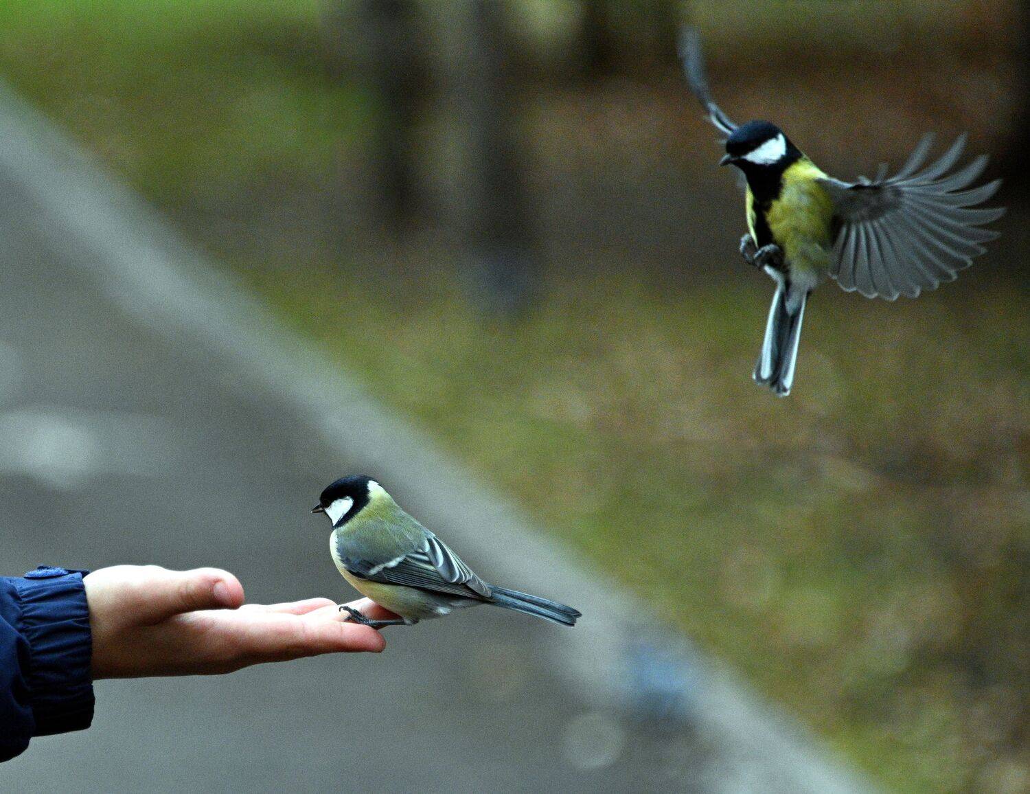 , Меднов Влад