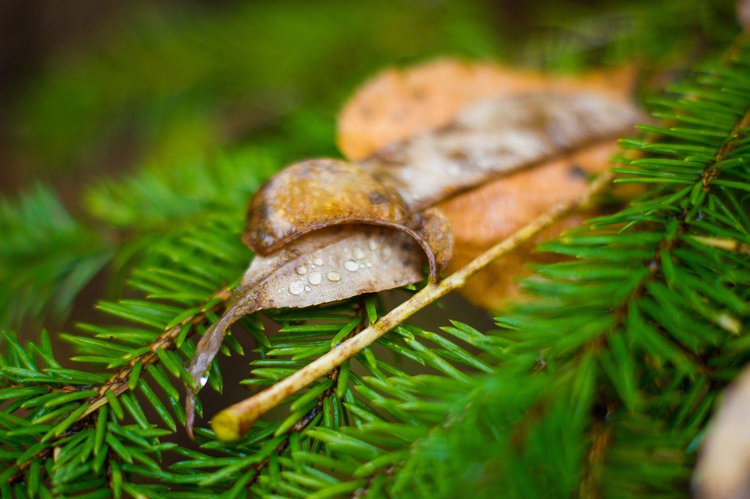 macro, nature, forest, rain, Kotelnikova Anna