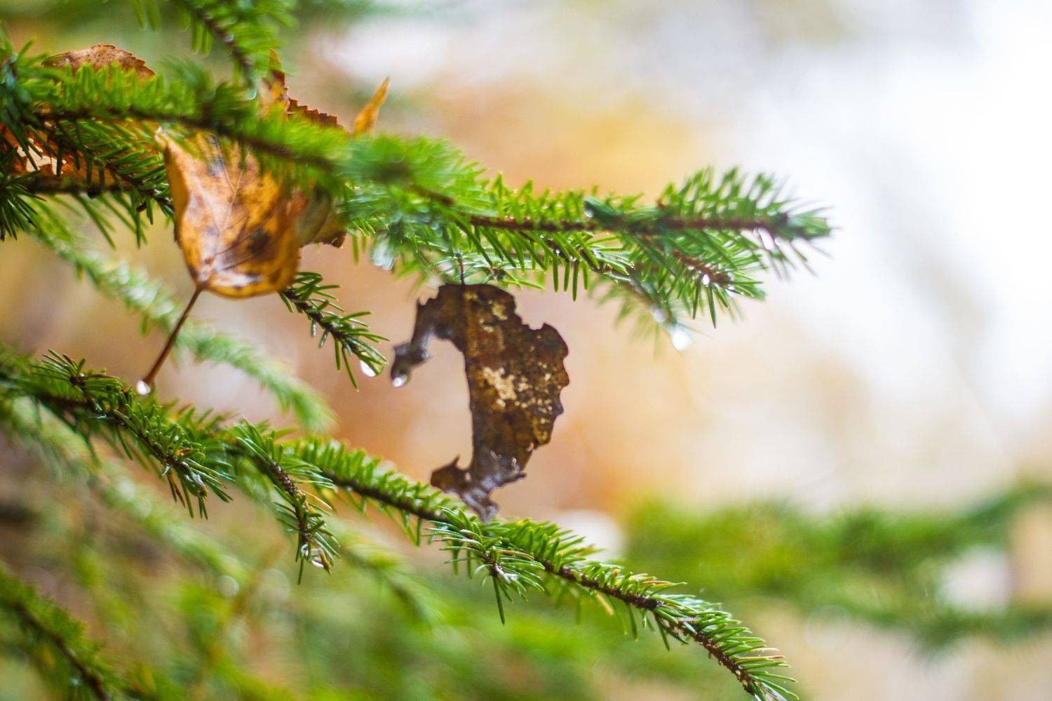macro, nature, forest, rain, fir, Kotelnikova Anna