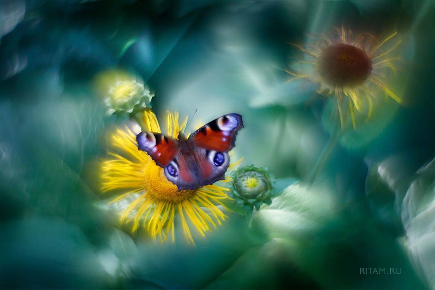 бабочка, бабочки, павлиний глаз, макро, макроарт, артмакро, арт, ритам, мельгунов, butterfly, art, macroart, helios, гелиос, лето, summer, Ритам Мельгунов