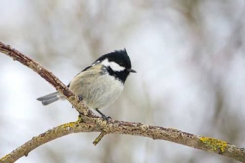 Синица-московка (Periparus ater).