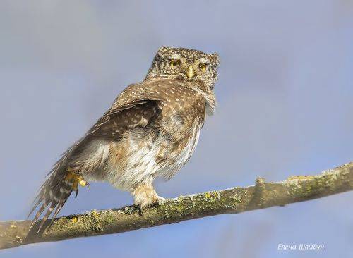 Eurasian pygmy owl