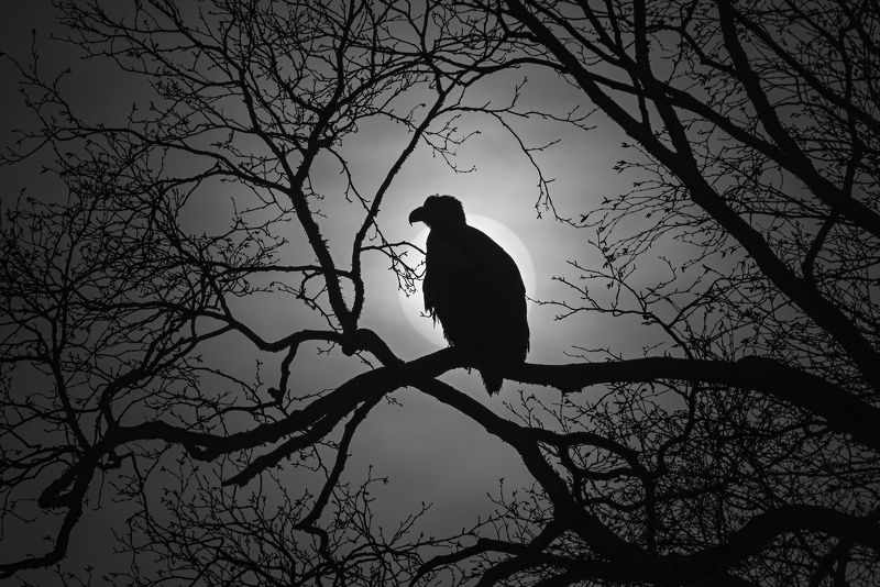 Белоплечий орлан фото превью