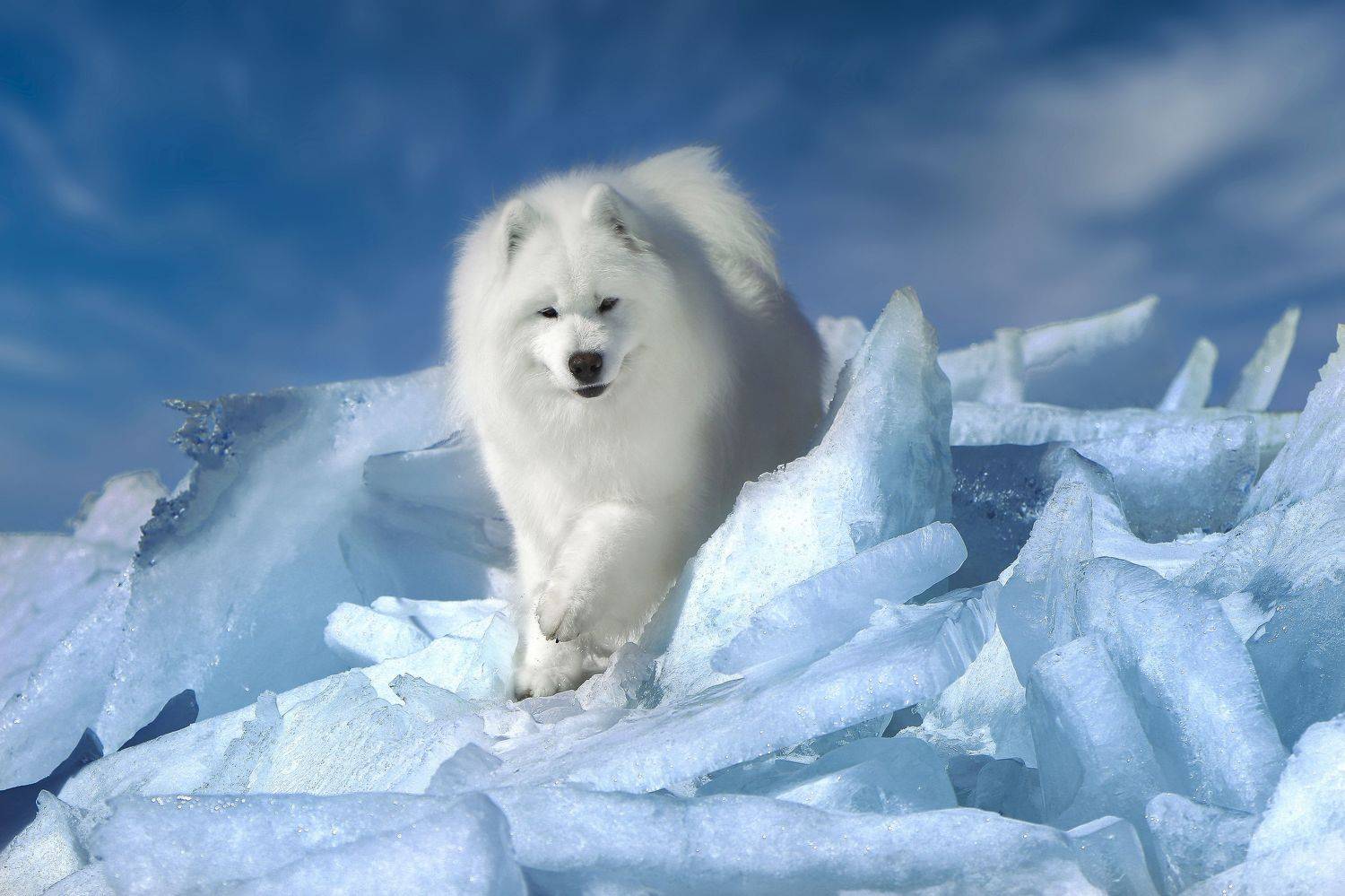 , Андрей Ершов