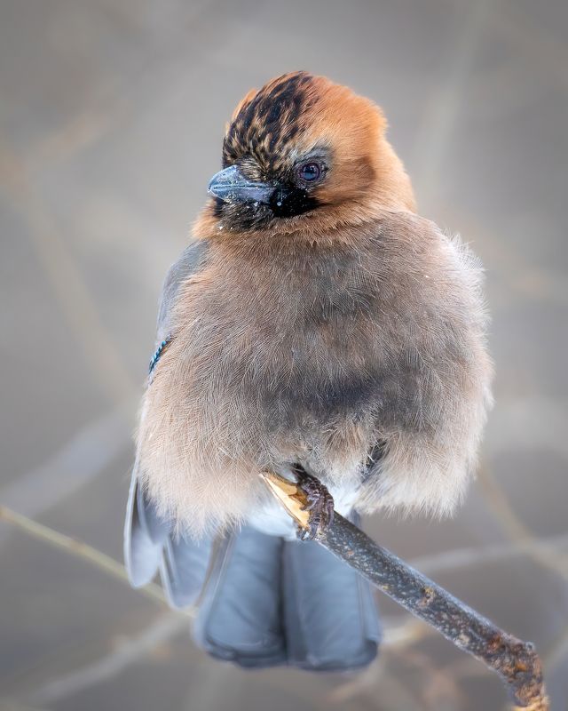 Сойка фото превью