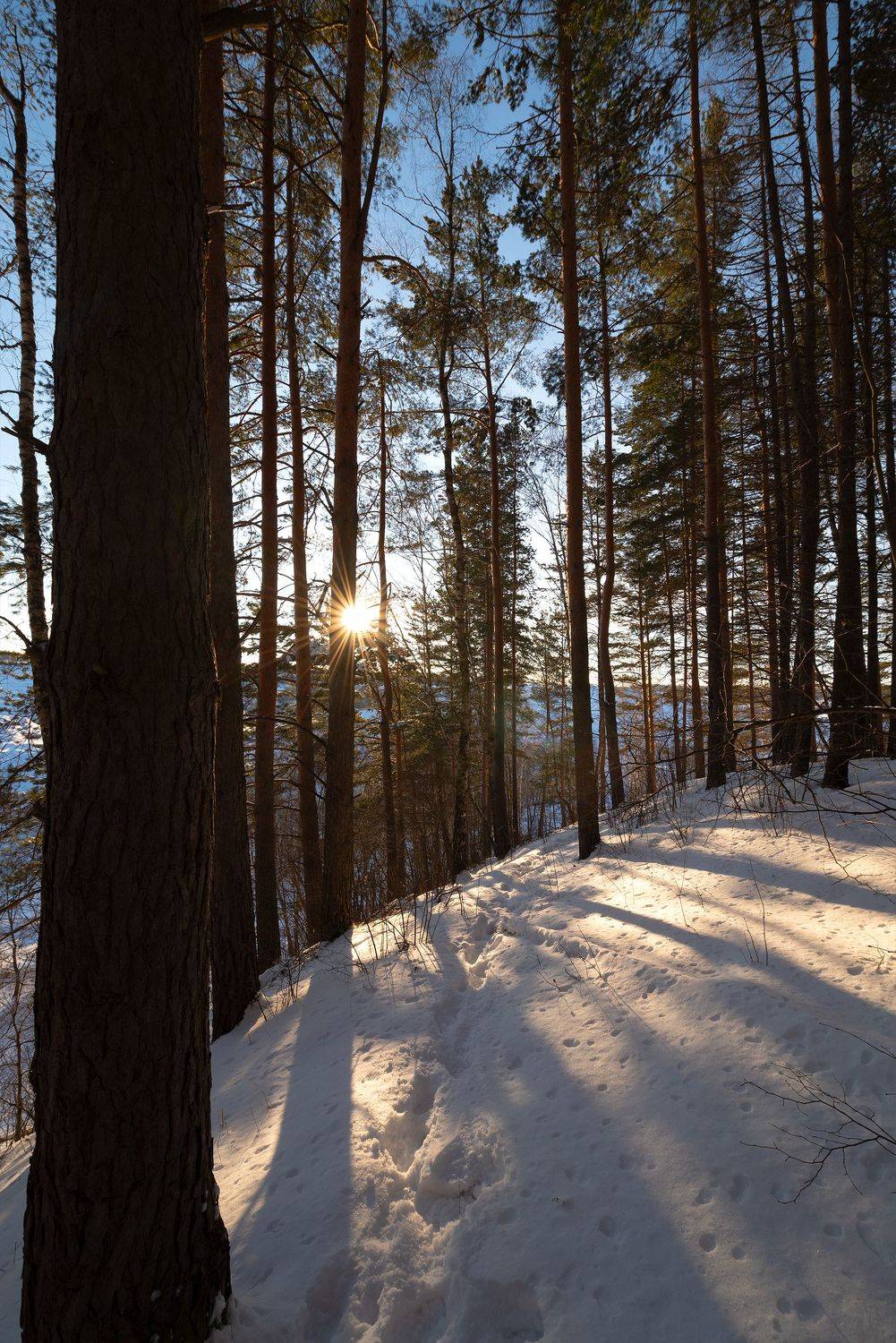 , Стрельцов Виталий