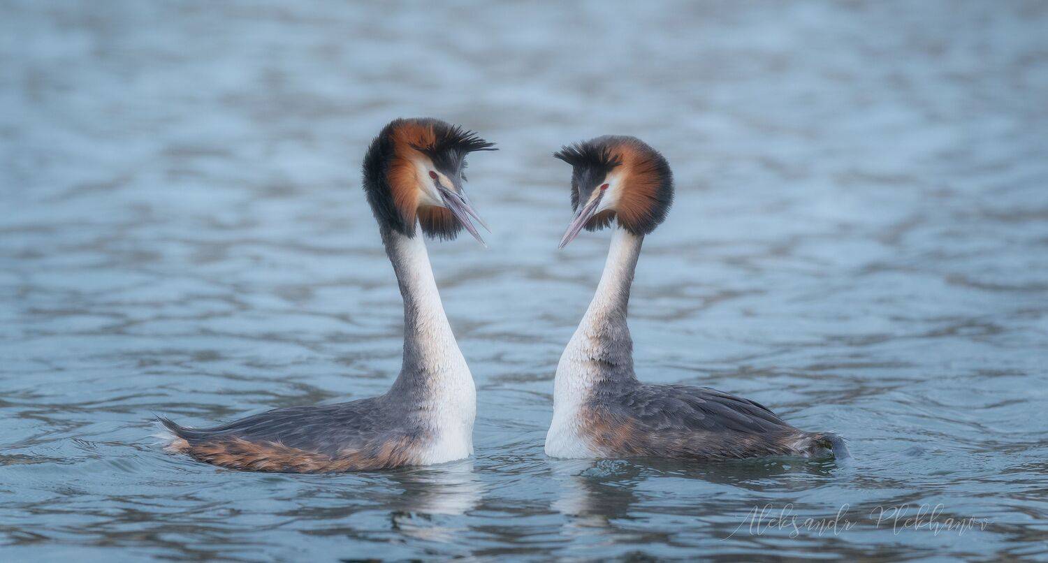 , Плеханов Александр