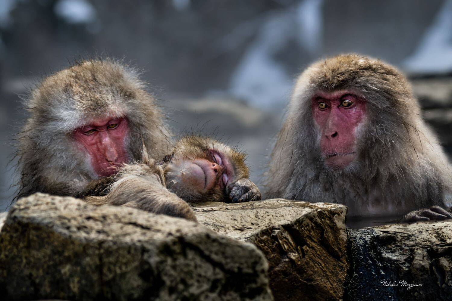 , Николай Мозгунов