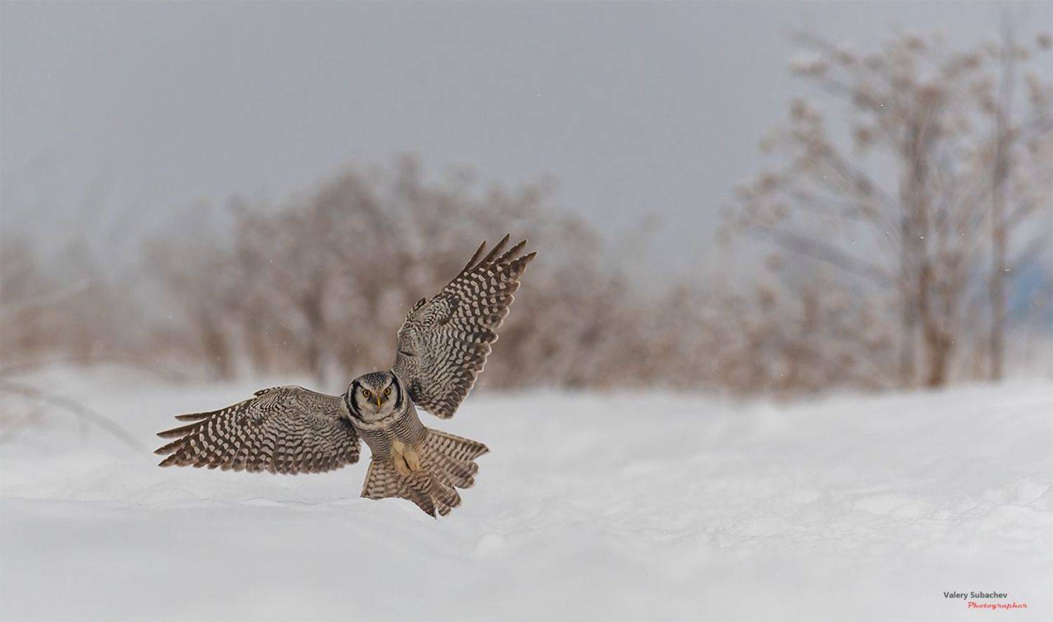 , Валерий Субачев