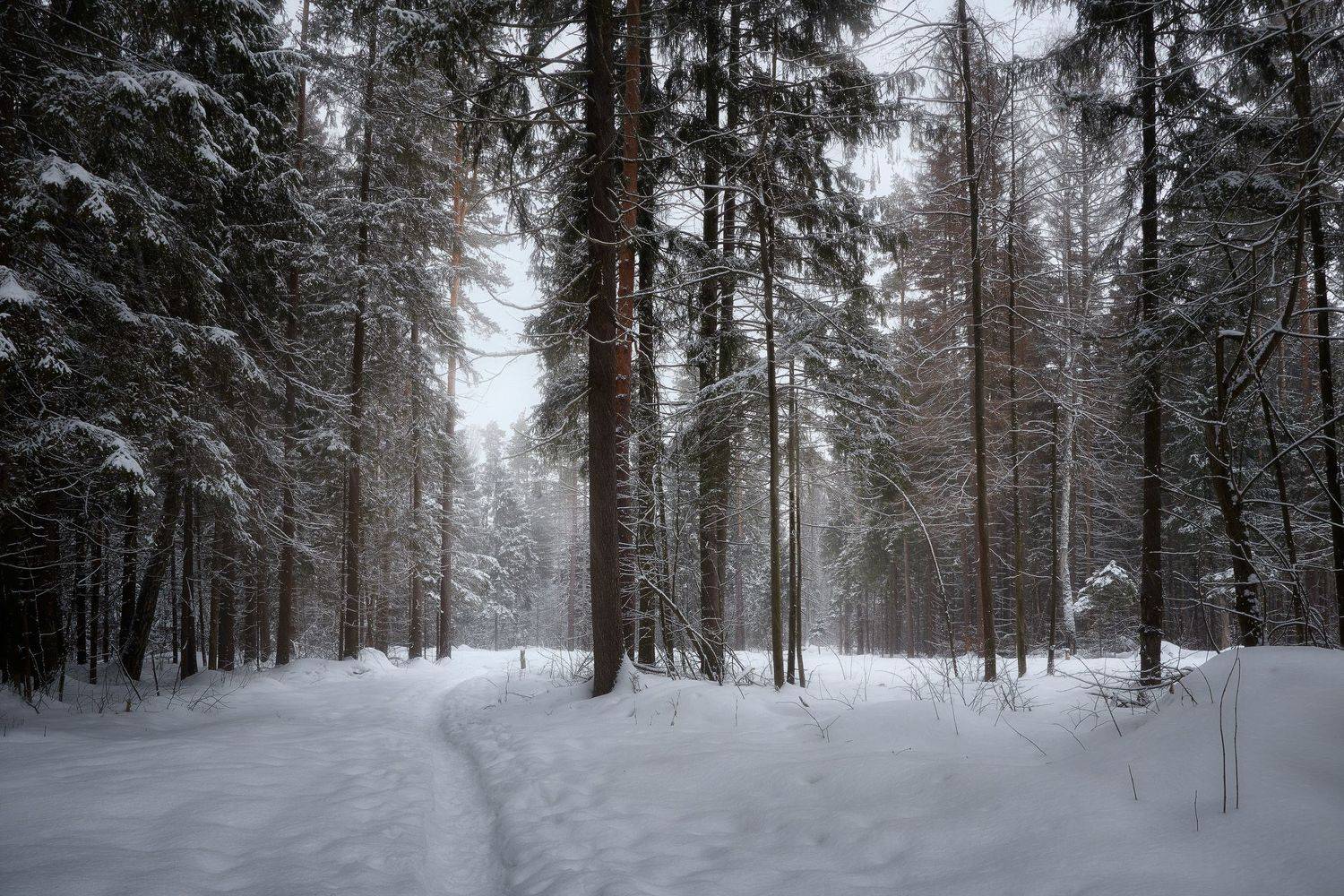лес, зима, снег, деревья, пейзаж, Валерий Вождаев