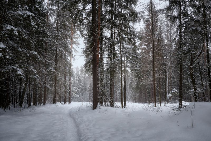 В зимнем лесу фото превью