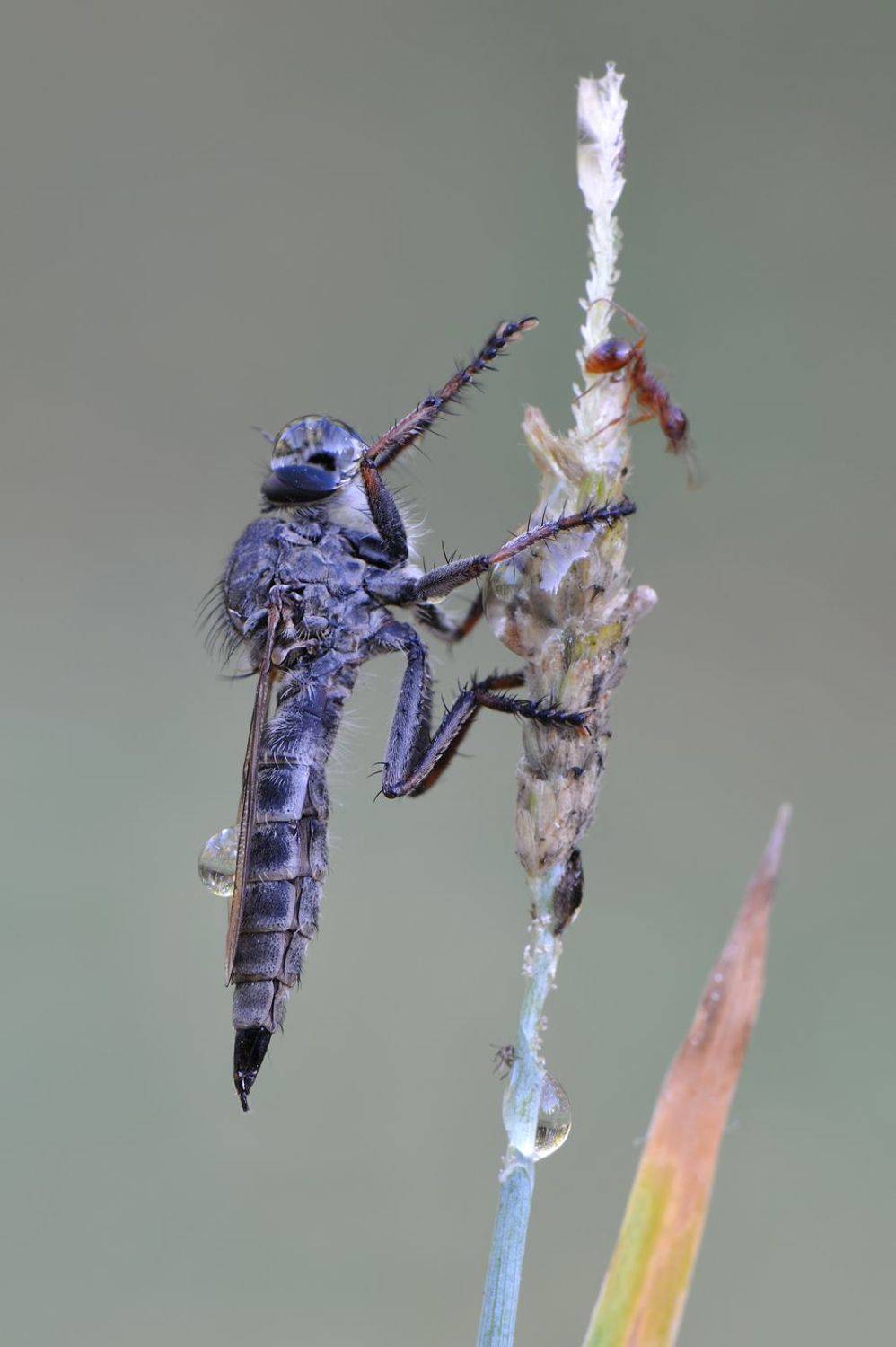 , Чистяков Андрей
