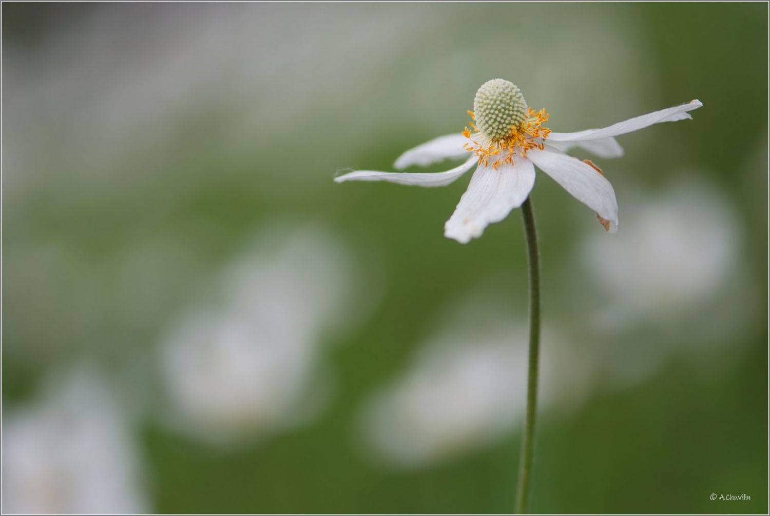 весна,цветок,ветреница, Александр Чувилин