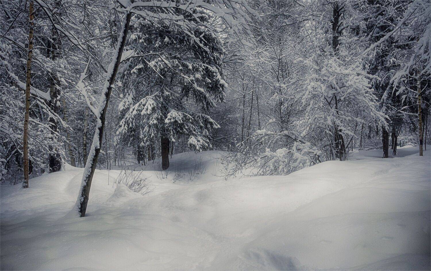 снег ели деревья сугробы, Вера Петри