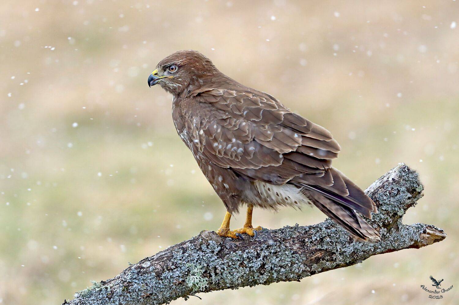 канюк, Гусар Александр