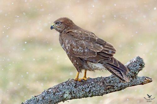А снег летал и падал...