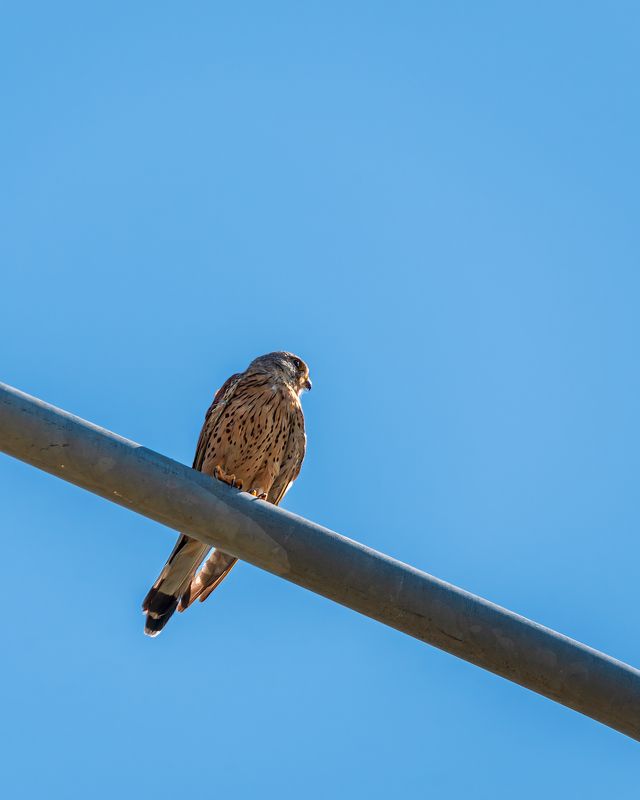 Пустельга наблюдает фото превью