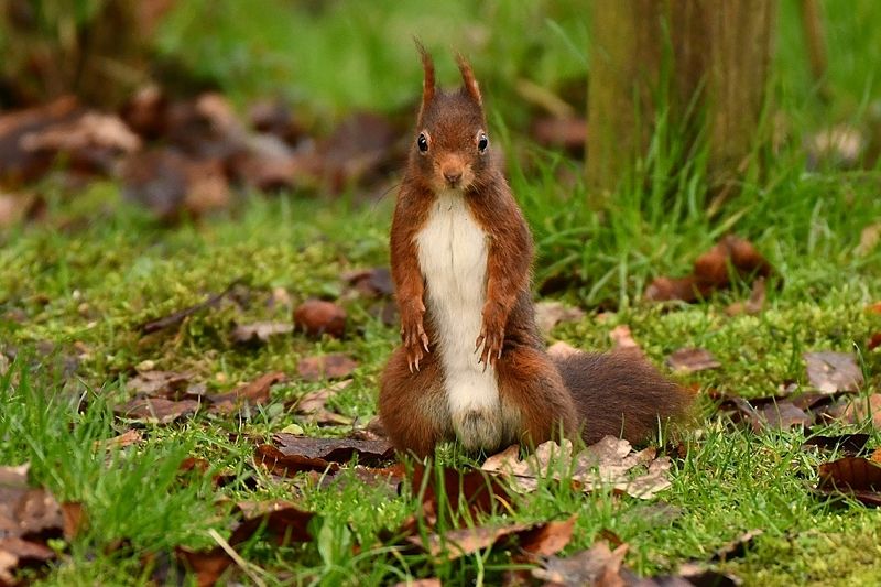 In my region. фото превью