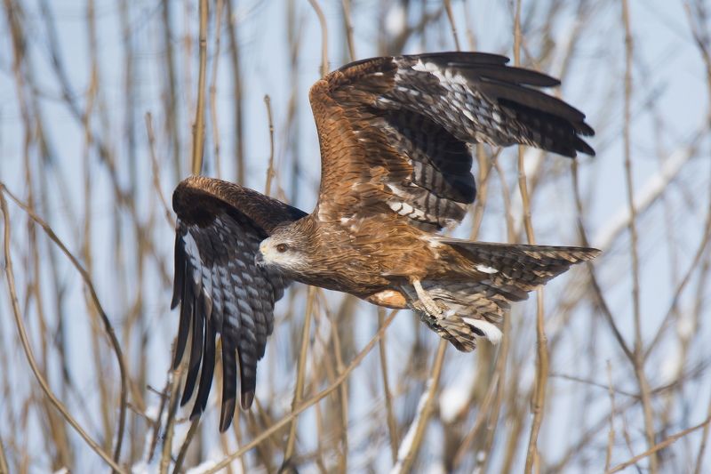 Коршун черный фото превью