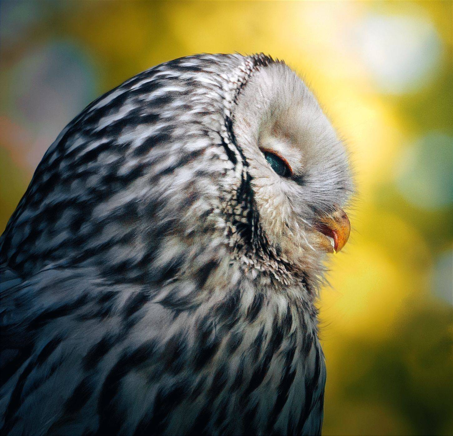 птицы России, птицы Москвы, фотоохота, наблюдение за птицами, птица, птицы, орнитология, nikon, birding, birdwatching, bird freak, Никон Александр