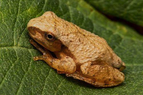 Little frog
