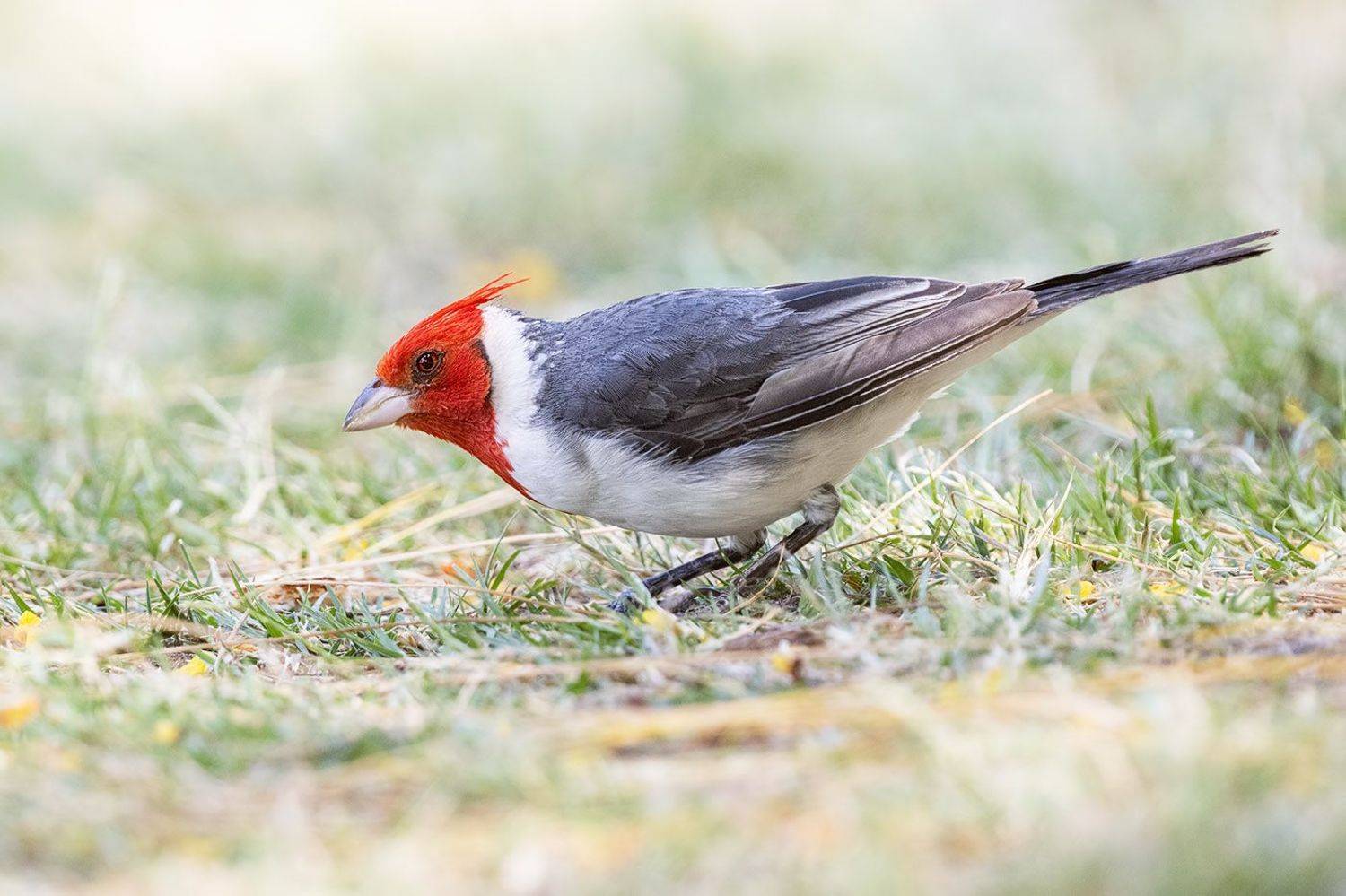 птицы, уругвай, Елена Давыдова