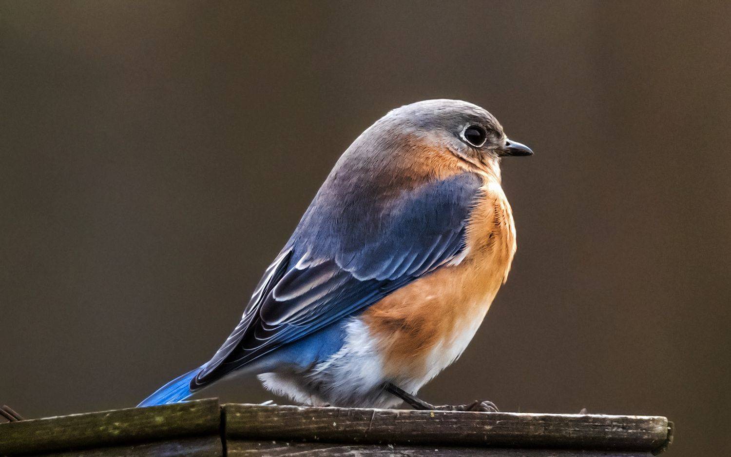 , Леонид Дьяченко