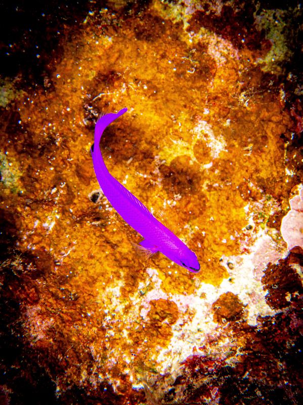 Ultra violet фото превью
