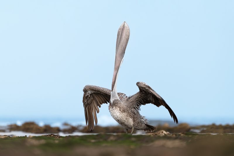 chant фото превью