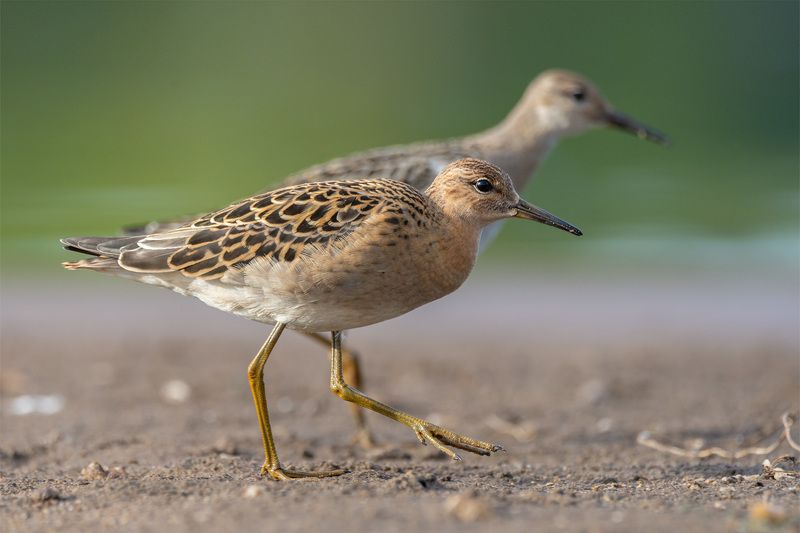 Осенние турухтаны фото превью