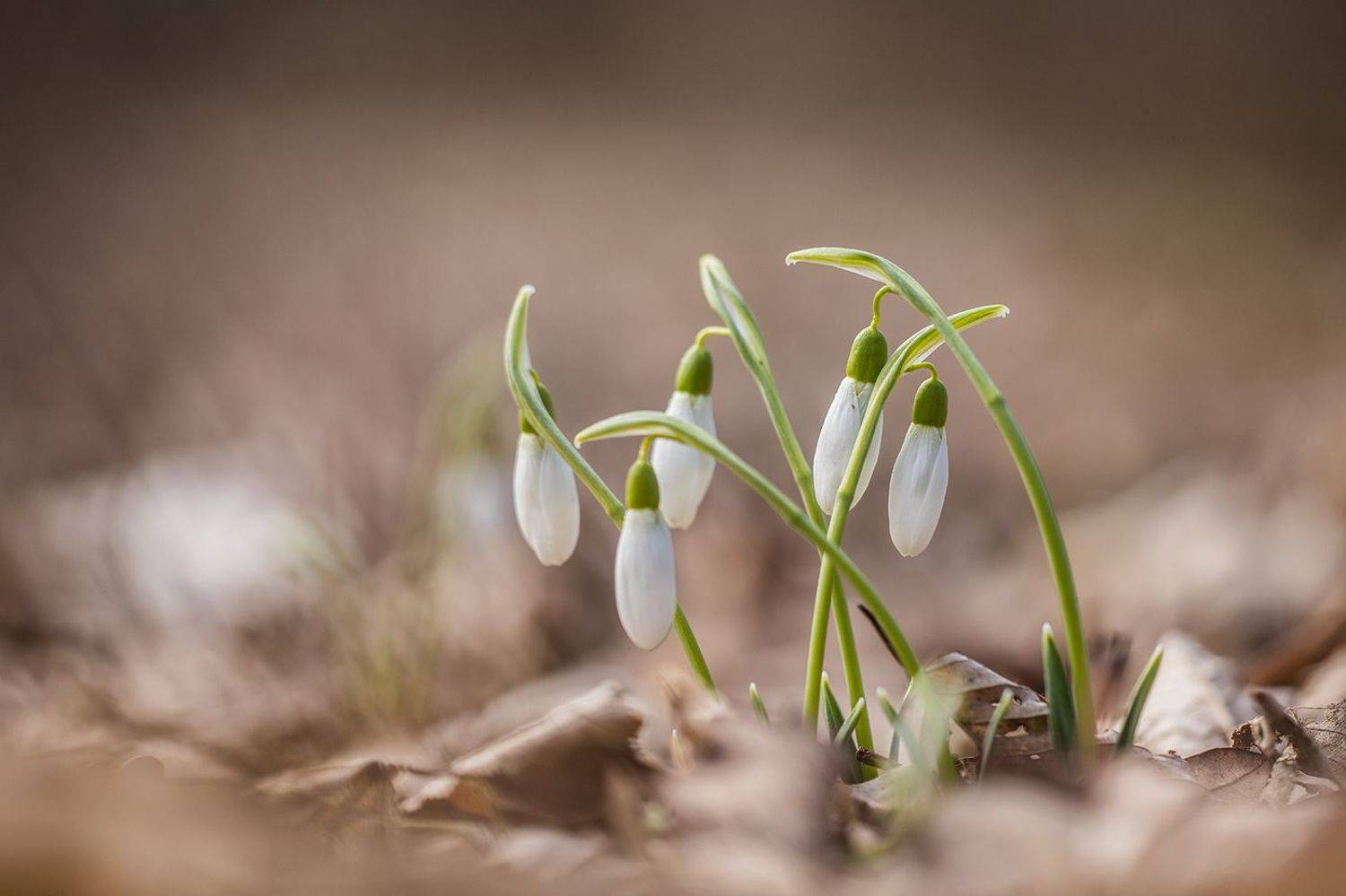 , Илья Михеев
