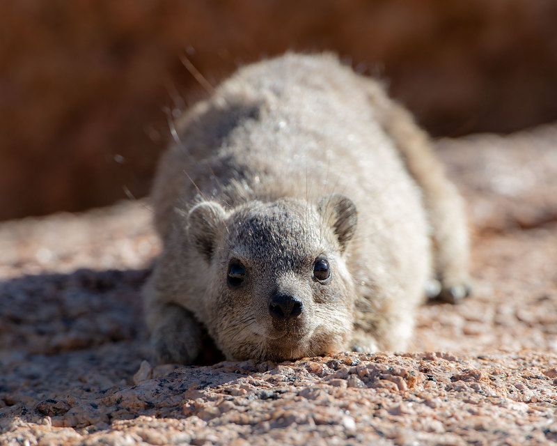 Rock hyrax фото превью