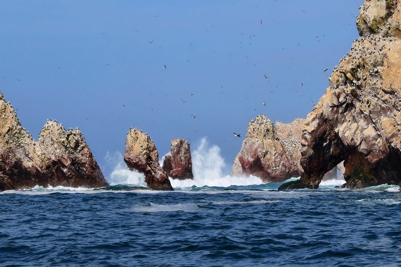 пейзаж, природа, путешествие Птичий рай фото превью