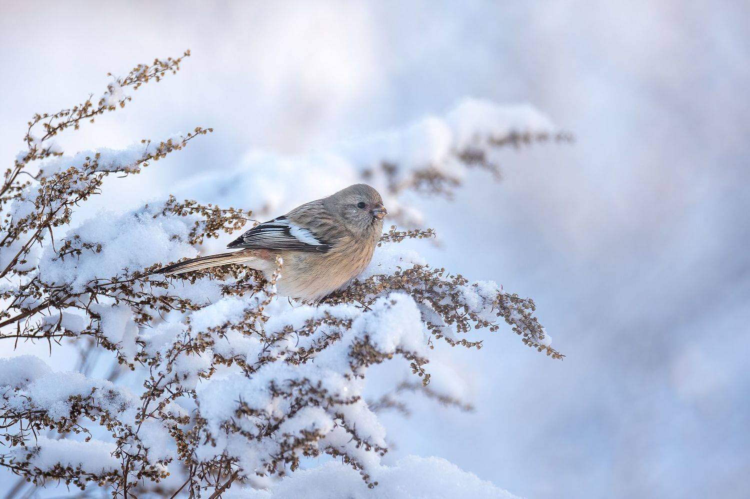 урагус, carpodacus sibiricus, Дина Нестеркова