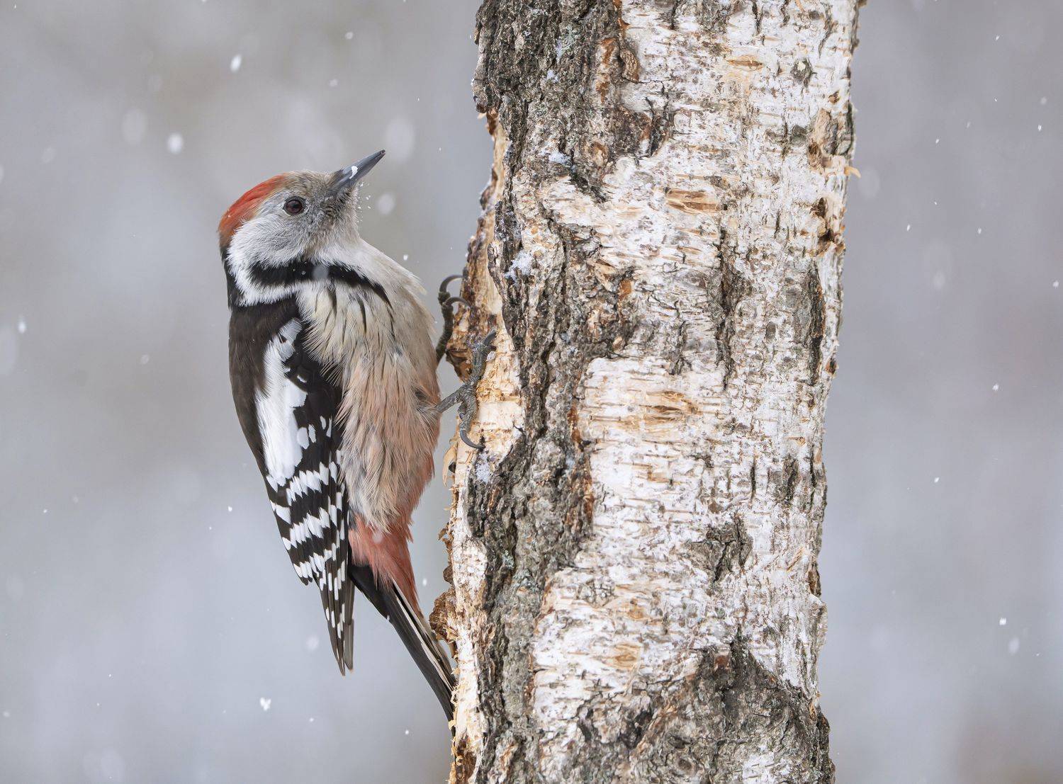 птицы,природа, весна, Андрей Киселёв
