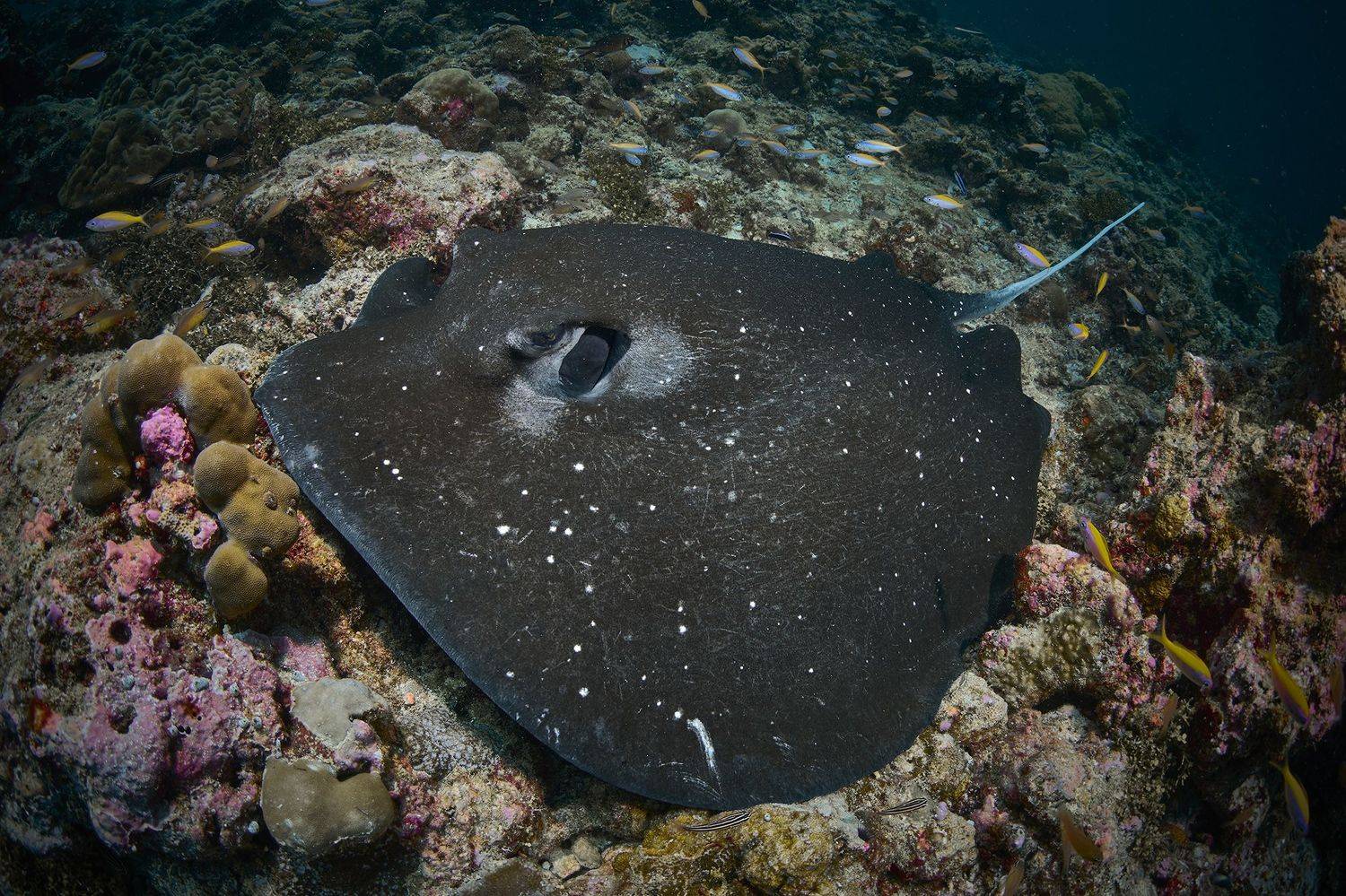 скат, дайвинг, подводная фотосъемка, дайвинг, риф, коралловый риф, рыба, PAVEL PEREPECHAEV