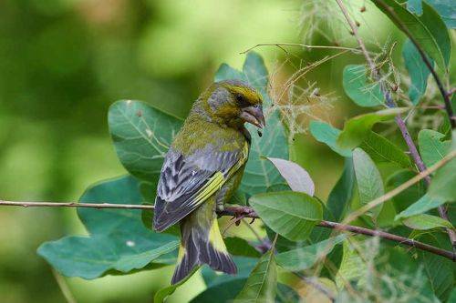 Carduelis chloris
