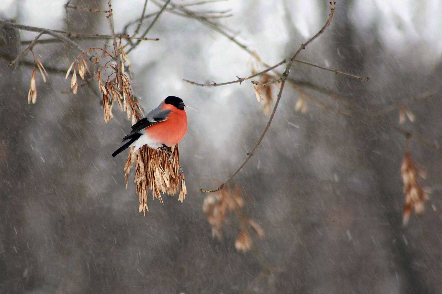 зима , птицы , Александр Свистков