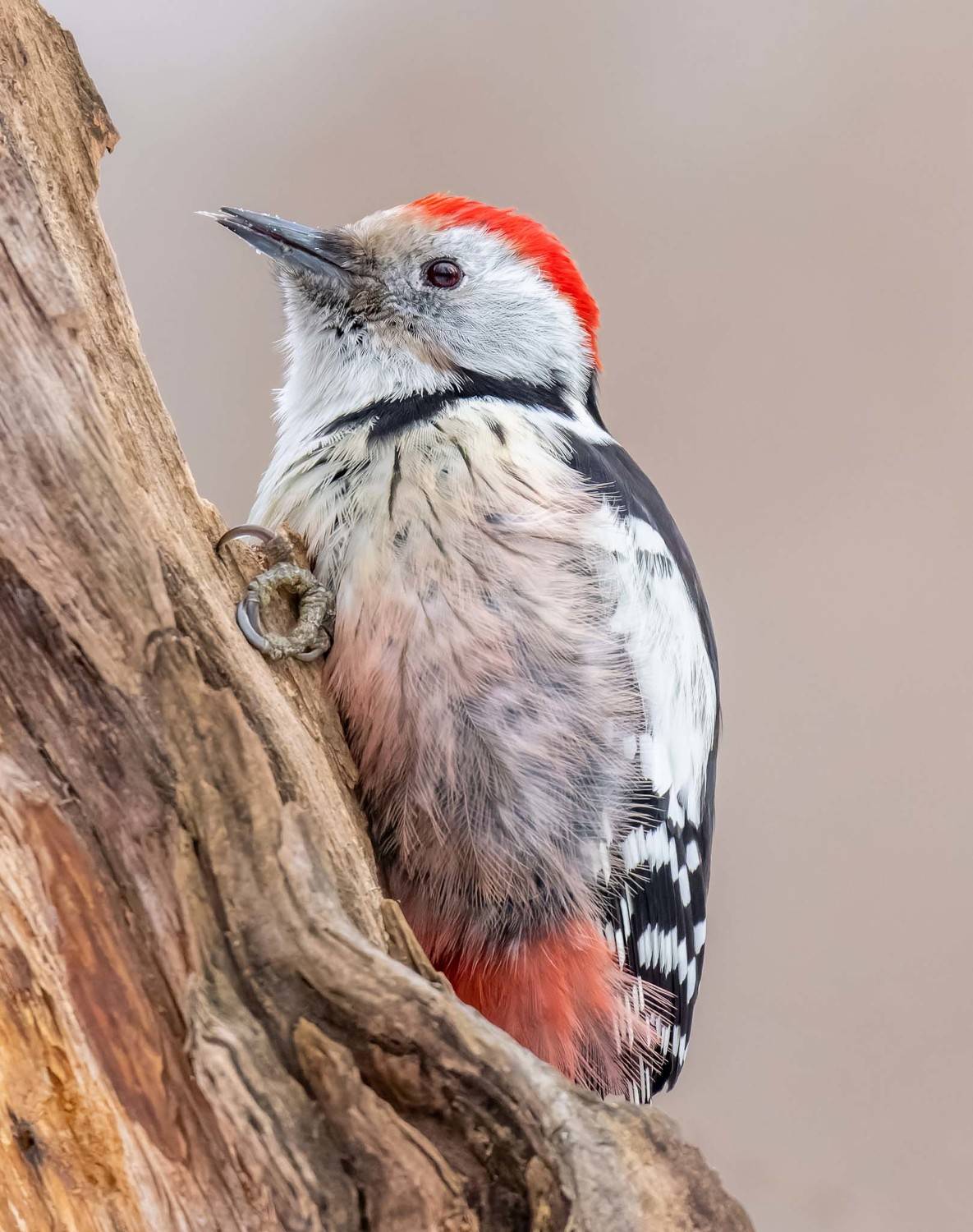 , Дэм Константин