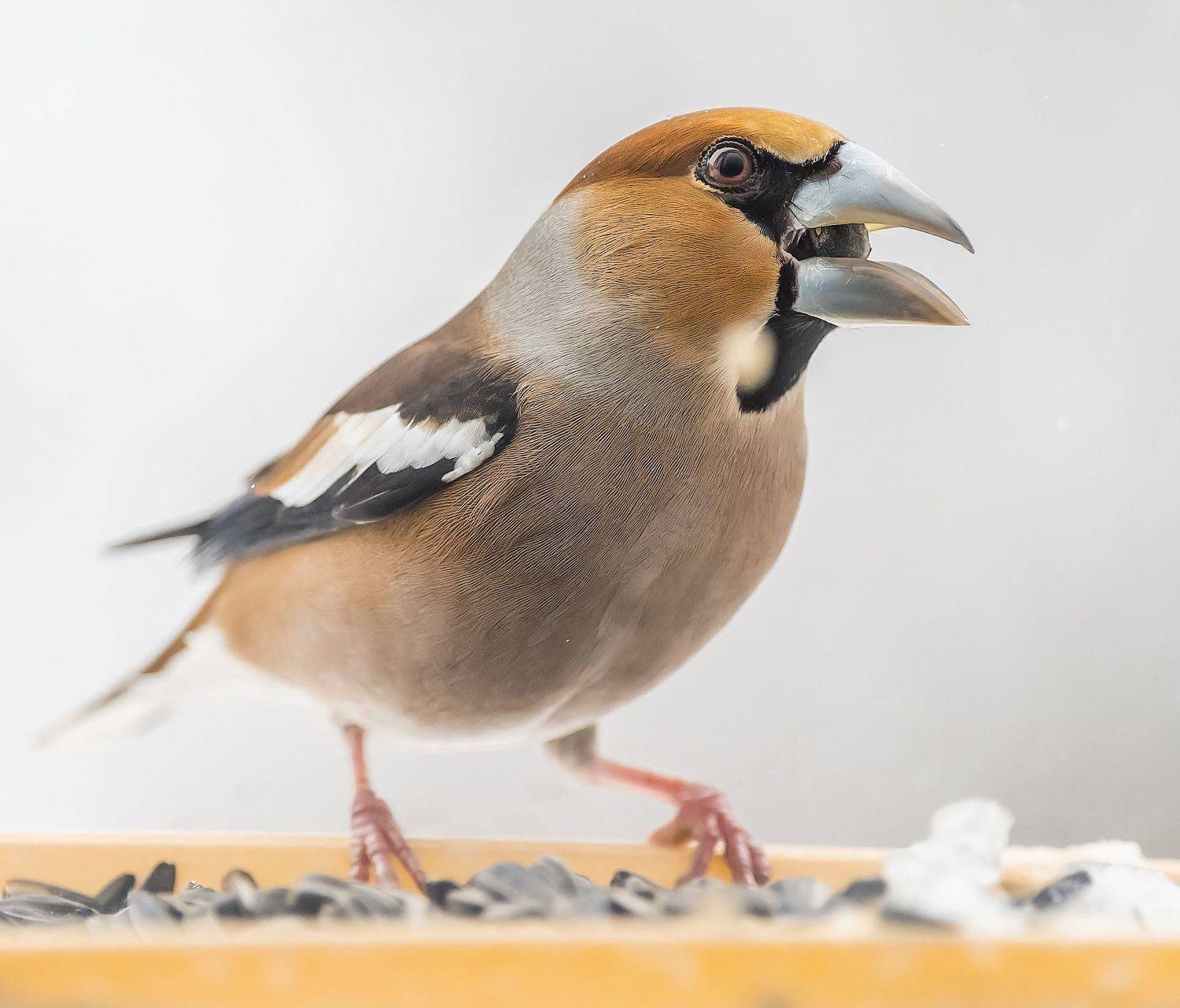 , Дэм Константин