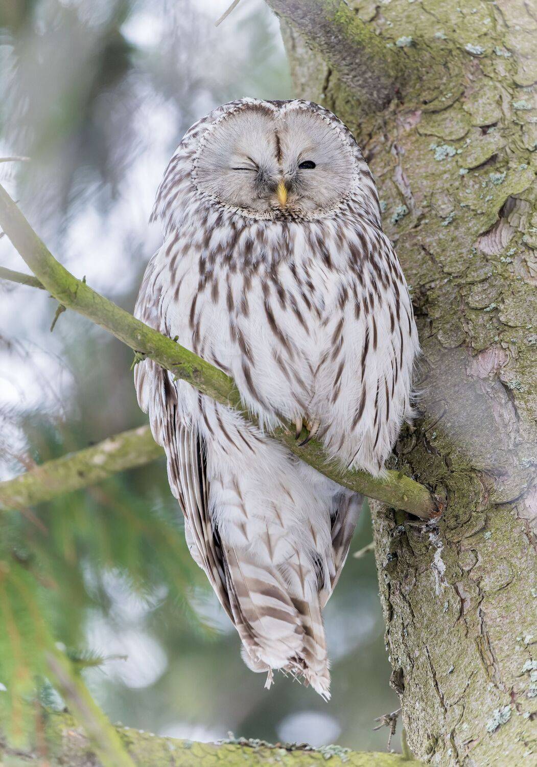 , Дэм Константин