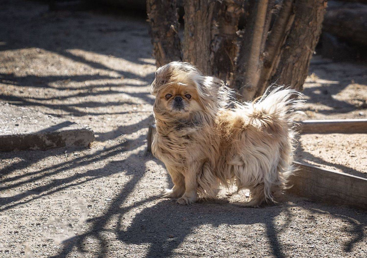 , Владимир Климов