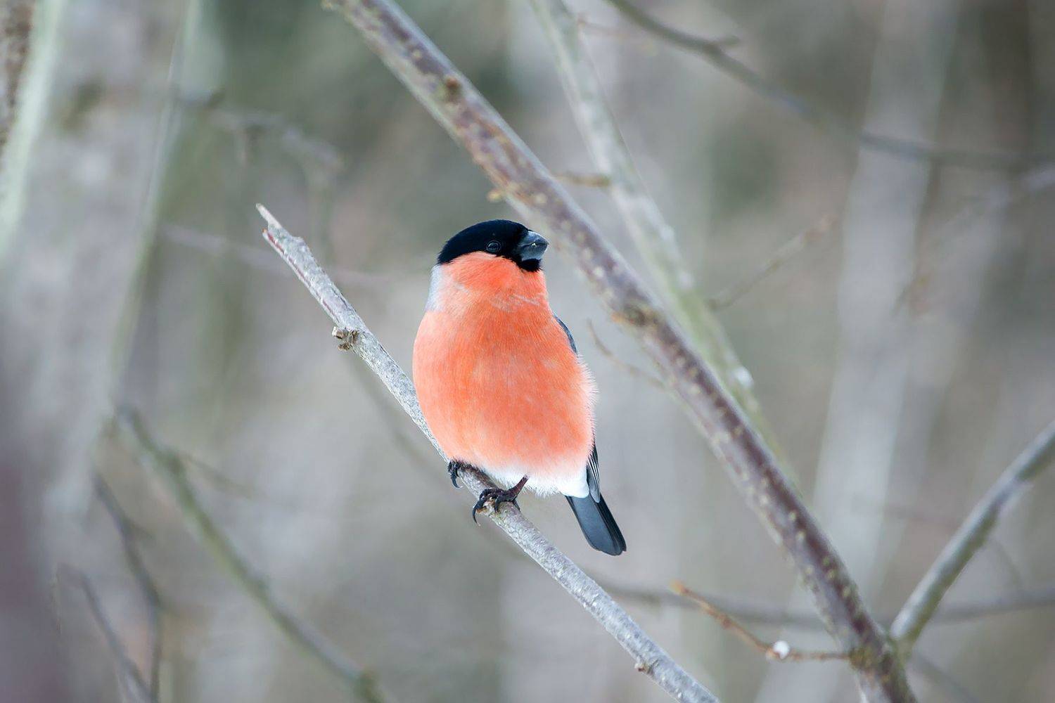 снегирь, КарОл