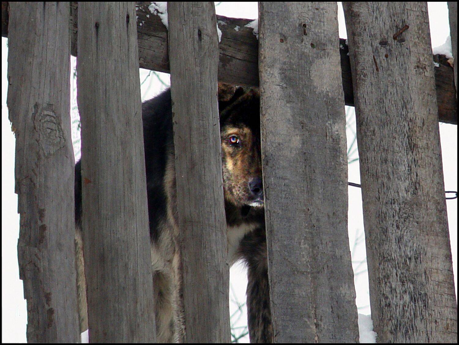 , Меднов Влад