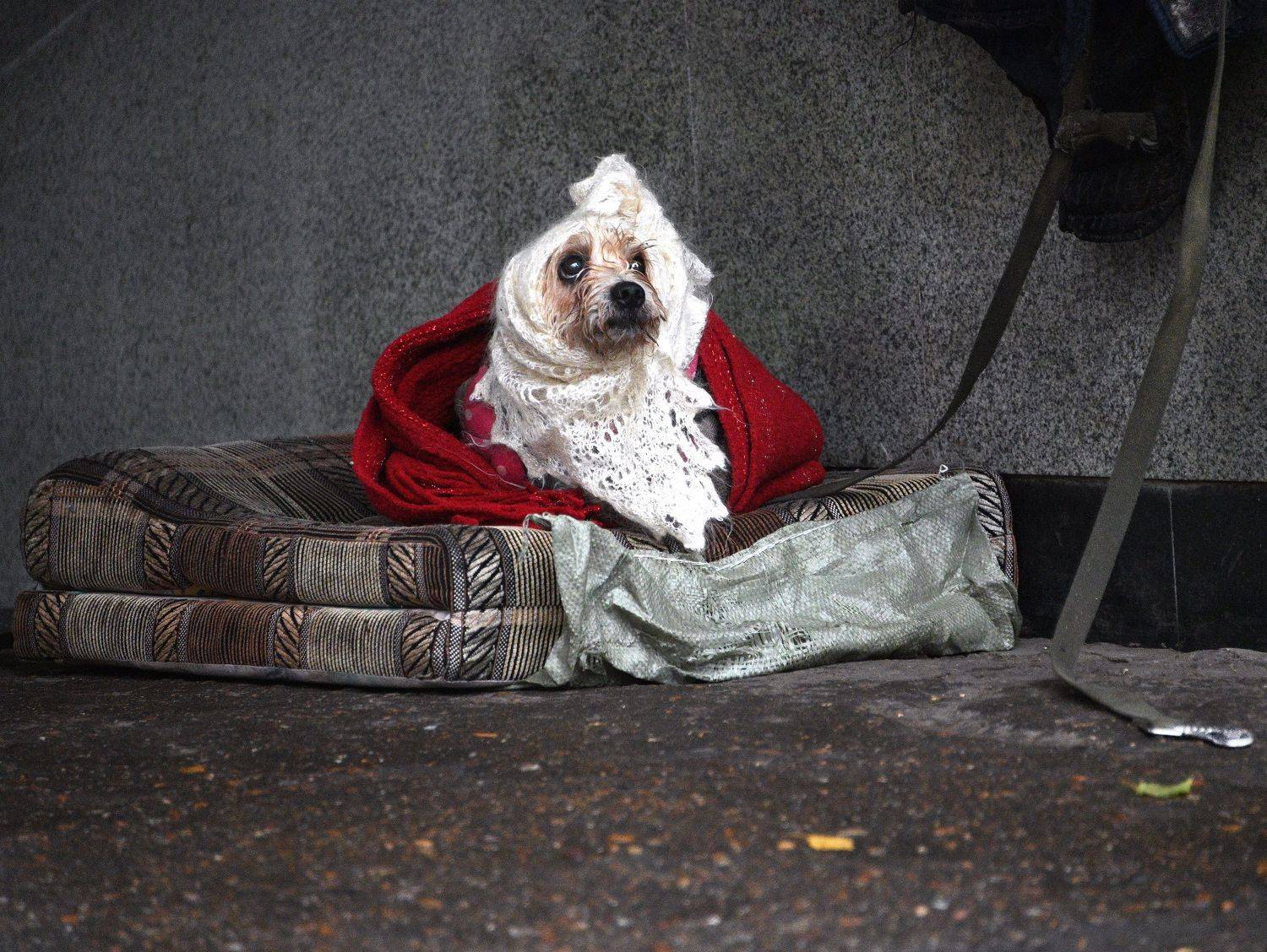 , Меднов Влад